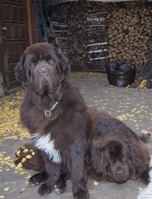 Фото: ньюфаундленд Super Bizon Otis Tobias (Супер Бизон Отис Тобиас), ньюфаундленд Akvatoriya Kelvin Spirit ze Nekst (Акватория Келвин Спирит зе Некст)