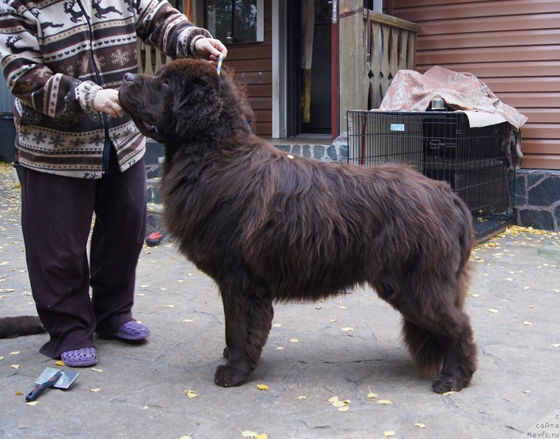 Фото: ньюфаундленд Super Bizon Otis Tobias (Супер Бизон Отис Тобиас)