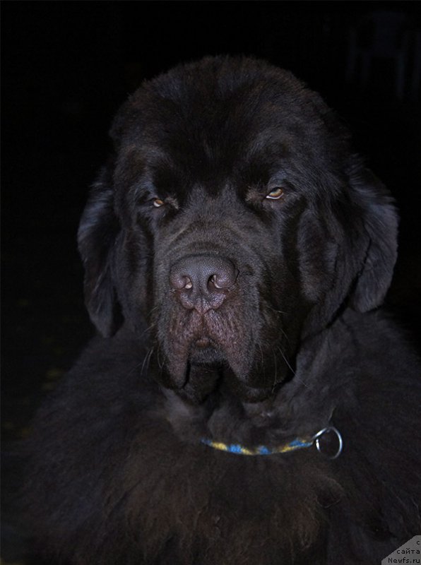 Фото: ньюфаундленд Super Bizon Otis Tobias (Супер Бизон Отис Тобиас)