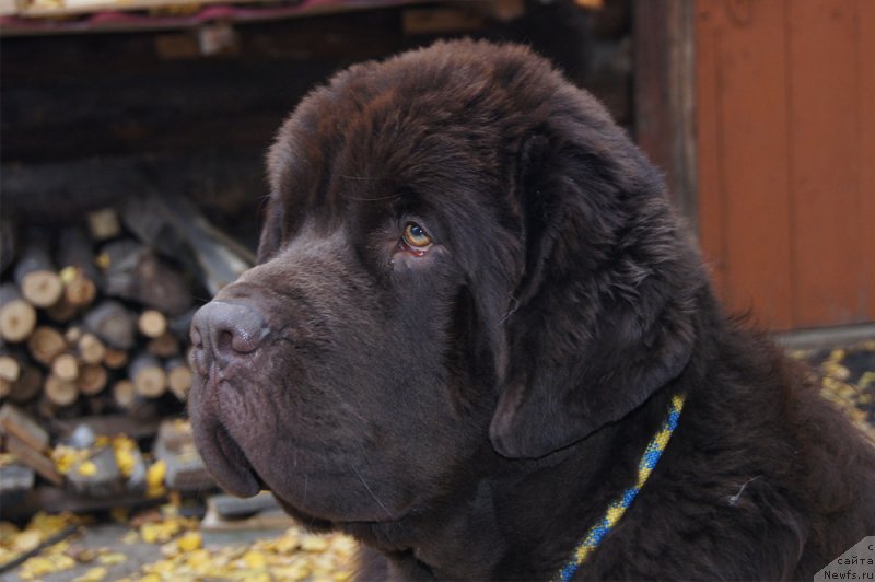 Фотография № 214420