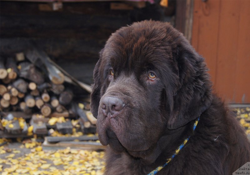 Фото: ньюфаундленд Super Bizon Otis Tobias (Супер Бизон Отис Тобиас)