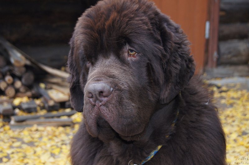 Фото: ньюфаундленд Super Bizon Otis Tobias (Супер Бизон Отис Тобиас)