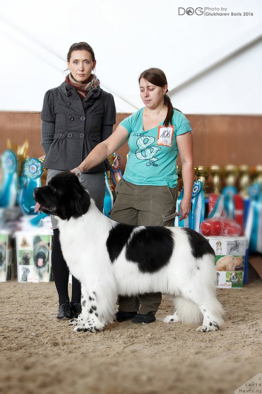 Фото: ньюфаундленд Super Bizon Malina (Супер Бизон Малина)