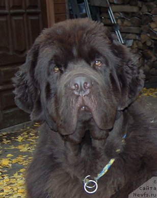 Фото: ньюфаундленд Super Bizon Otis Tobias (Супер Бизон Отис Тобиас)