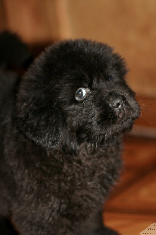 Фото: ньюфаундленд Chernaya Mafia Because I Am Worth It (Черная Мафия Бекаусе И Ам Вортх Ит)