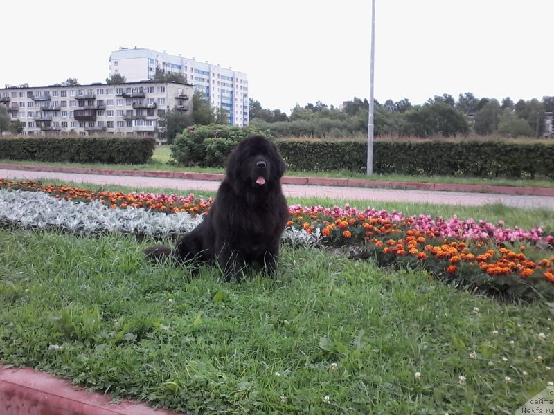 Фото: ньюфаундленд Silver Pearls Ocean Of Faith (Силвер Пеарлс Осеан Оф Фаитх)