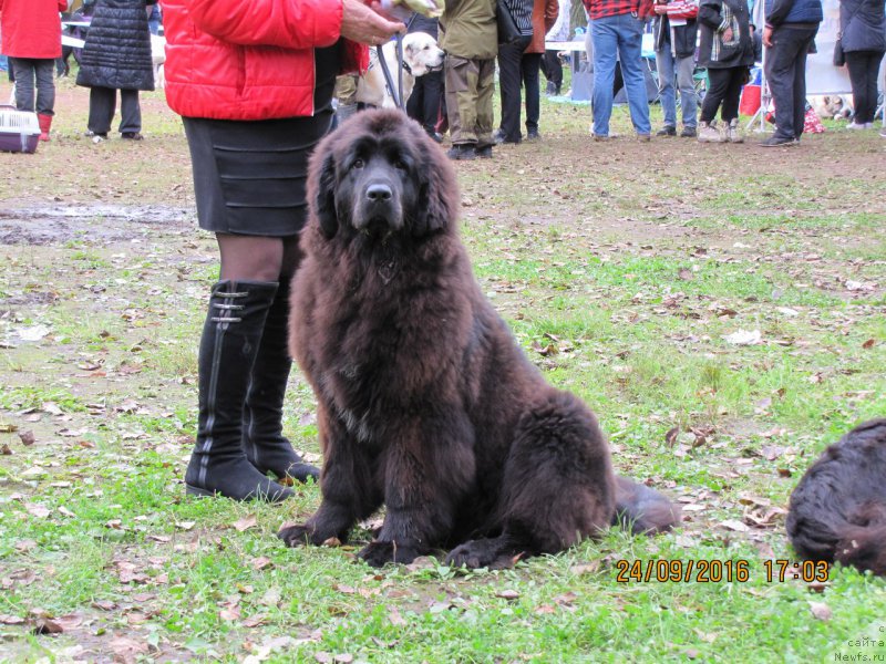 Фотография № 214454