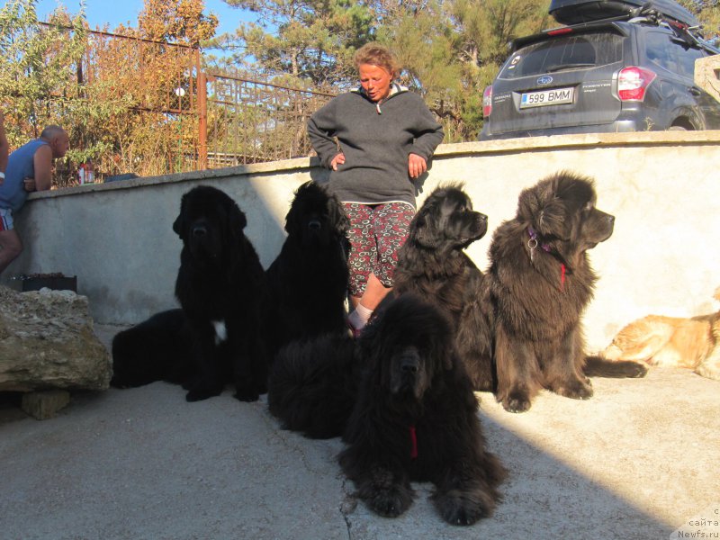 Фото: Anna Kovalyova (Анна Ковалёва), ньюфаундленд Tselogo Mira Malo iz Arkaima (Целого Мира Мало из Аркаима), ньюфаундленд Belkonder-Club Dostuchat'sya Do Nebes (Белкондер-Клаб Достучаться До Небес), ньюфаундленд Treasure for Belkonder-Club Midnight Bear, ньюфаундленд Belkonder-Club Ugli-Boogli (Белкондер-Клаб Угли-Бугли), ньюфаундленд Dyurbahler Klab Al'faretta Vin'etta (Дюрбахлер Клаб Альфаретта Виньетта), ньюфаундленд Melty Wave Marine Tifeya (Мелти Вейв Марин Тифея)