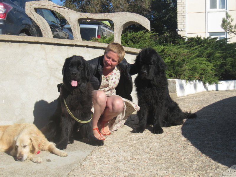 Фото: Лиса, Natal'ya Selezneva (Наталья Селезнева), ньюфаундленд Tsinnamon Bel' Fra Sharmel iz Arkaima (Циннамон БельФра Шармэль из Аркаима), ньюфаундленд Belkonder-Club Bella Renaissance (Белкондер-Клаб Белла Ренессанс)