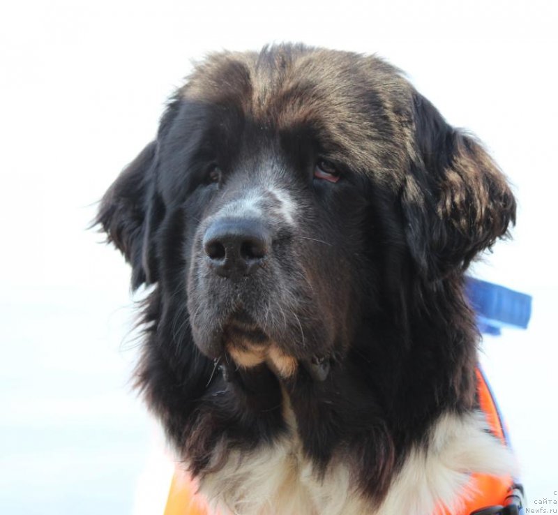 Фото: ньюфаундленд Sent Djons Isida (Сент Джонс Исида)