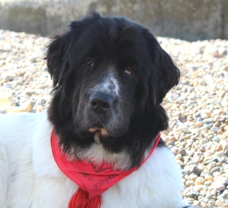 Фото: ньюфаундленд Sent Djons Isida (Сент Джонс Исида)