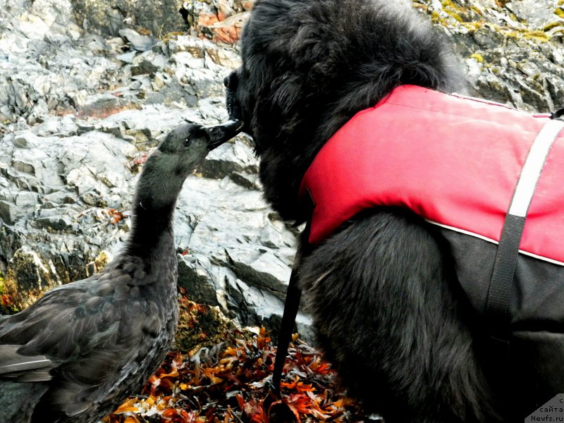 Фото: ньюфаундленд Chernaya Mafia Аngel Among Us (Черная Мафия Ангел Амонг Ус)