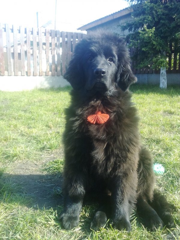 Фото: ньюфаундленд Fiamettahauz Tsikneus (Фиаметтахауз Цикнеус)