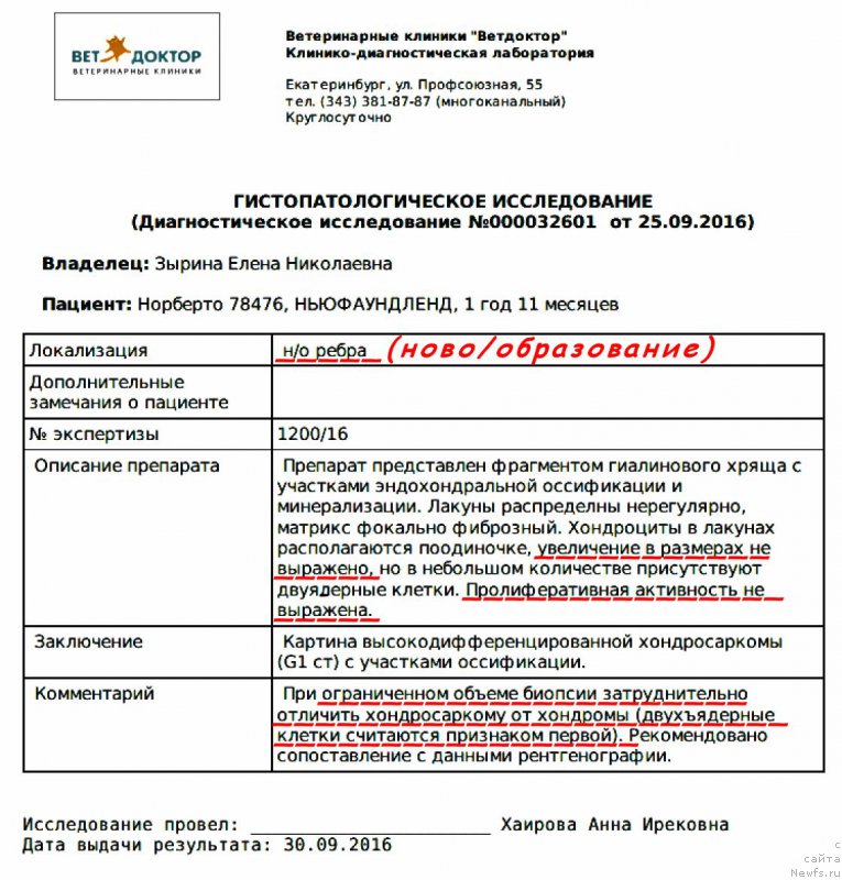 Фото: ньюфаундленд Super Bizon Norberto (Супер Бизон Норберто)