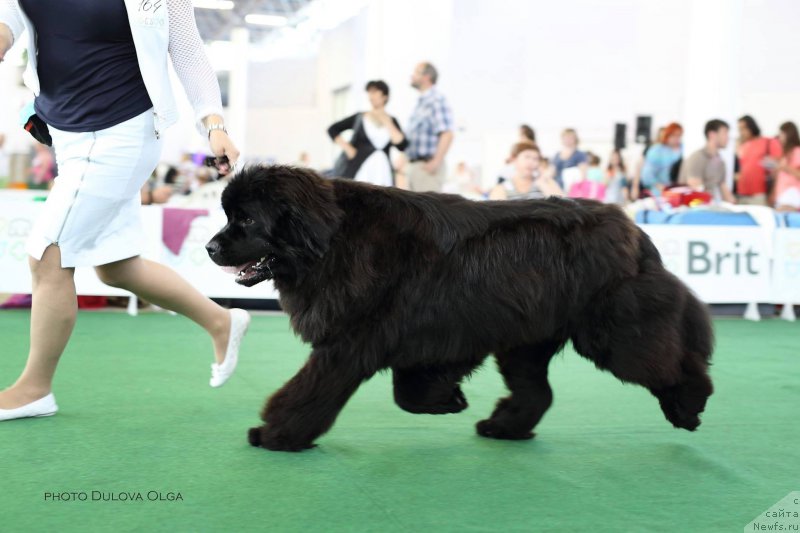 Фото: ньюфаундленд Raymond Best in Show, Veronika Lebedeva (Вероника Лебедева)