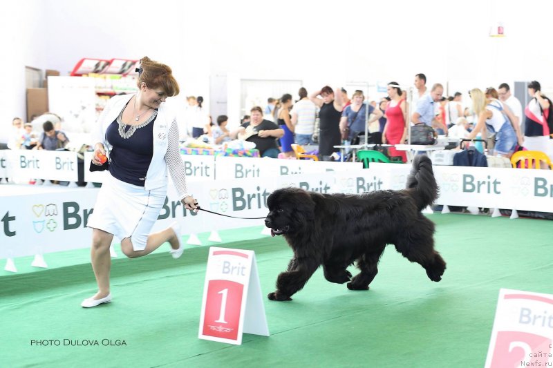 Фото: ньюфаундленд Raymond Best in Show, Veronika Lebedeva (Вероника Лебедева)