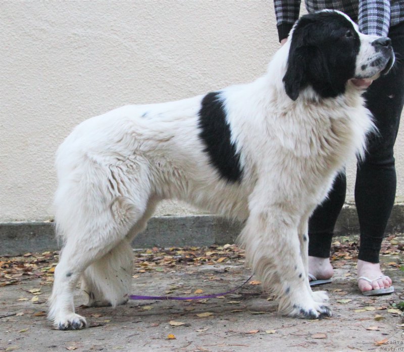 Фото: ньюфаундленд Guchchi from Rashn Bear (Гуччи фром Рашн Беар)
