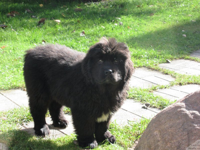 Фотография № 214494