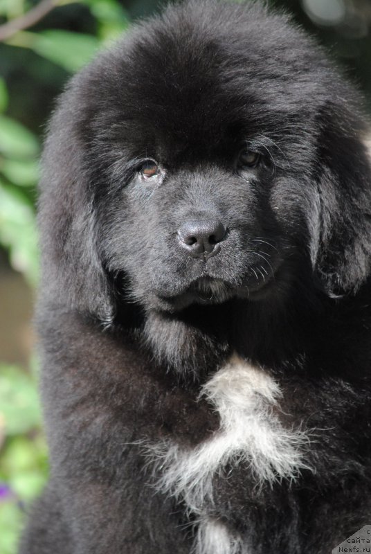 Фото: ньюфаундленд Moya Stihiya Morgan-Griffin (Моя Стихия Морган-Гриффин)