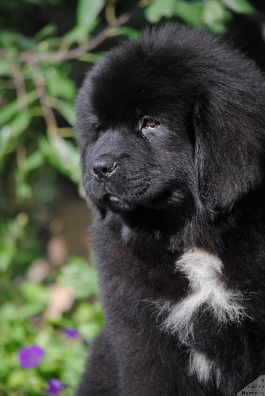 Фото: ньюфаундленд Moya Stihiya Morgan-Griffin (Моя Стихия Морган-Гриффин)