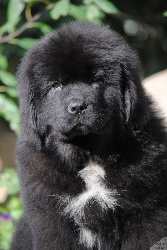 Фото: ньюфаундленд Moya Stihiya Morgan-Griffin (Моя Стихия Морган-Гриффин)