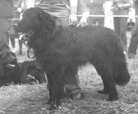 Фото: ньюфаундленд Indulis Negri (Индулис Негри)