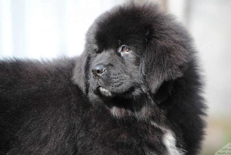 Фото: ньюфаундленд Moya Stihiya Morgan-Griffin (Моя Стихия Морган-Гриффин)