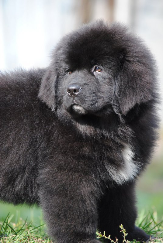 Фото: ньюфаундленд Moya Stihiya Morgan-Griffin (Моя Стихия Морган-Гриффин)