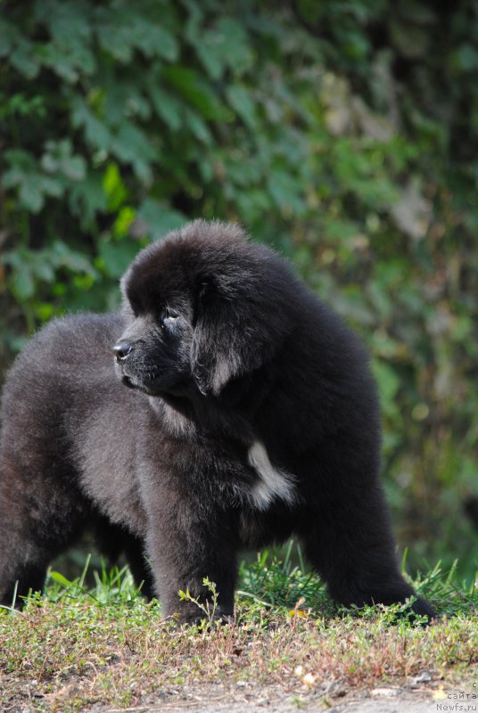 Фото: ньюфаундленд Moya Stihiya Morgan-Griffin (Моя Стихия Морган-Гриффин)