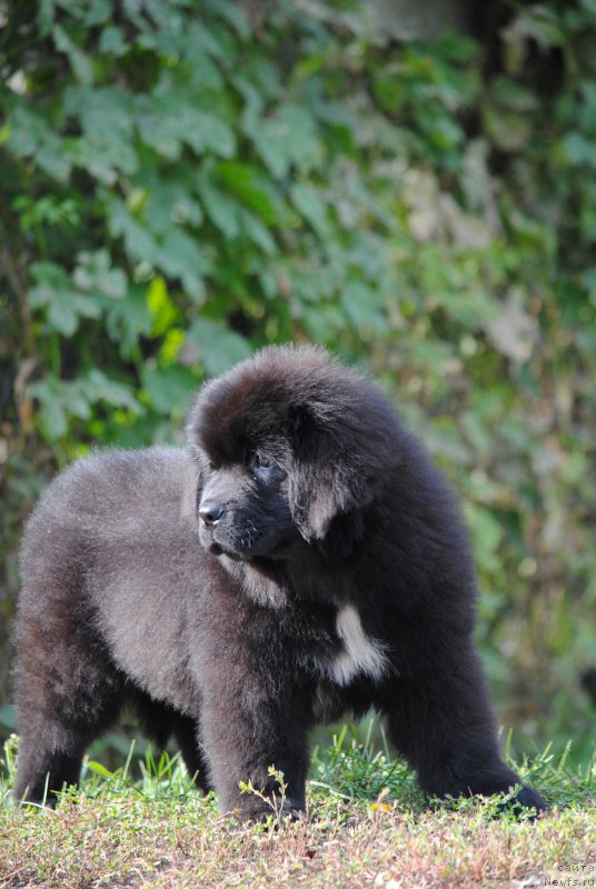 Фото: ньюфаундленд Moya Stihiya Morgan-Griffin (Моя Стихия Морган-Гриффин)