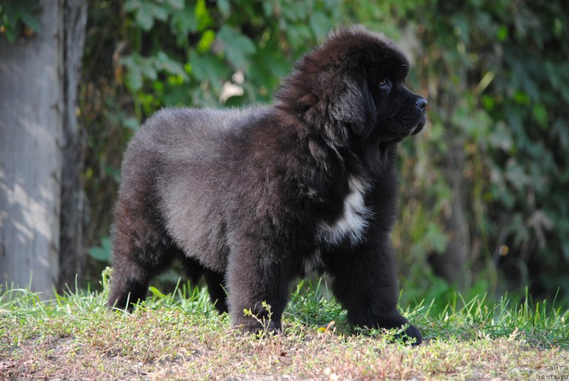 Фото: ньюфаундленд Moya Stihiya Morgan-Griffin (Моя Стихия Морган-Гриффин)