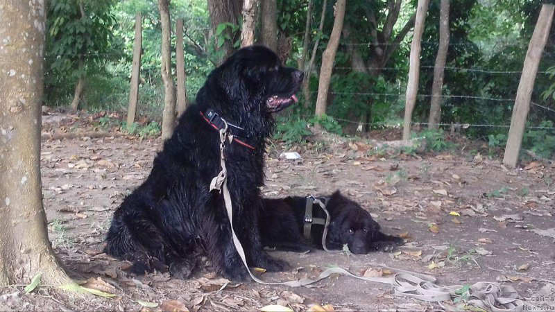 Фото: ньюфаундленд Piternyuf IMXO (Питерньюф ИМХО)