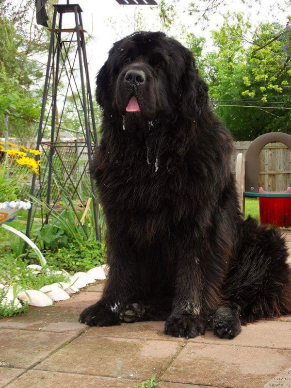 Фото: ньюфаундленд Piternyuf Interactive (Питерньюф Интерактиве)