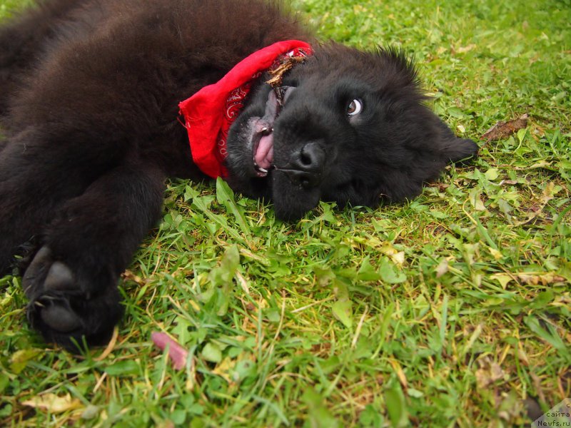 Фото: ньюфаундленд Al'fa Dar Oksa Doroje Deneg (Альфа Дар Окса Дороже Денег)