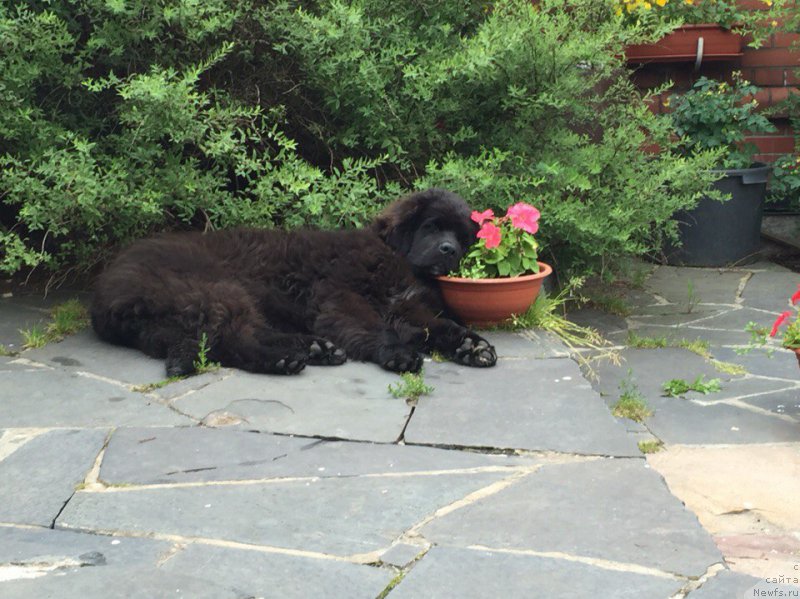 Фотография № 214520