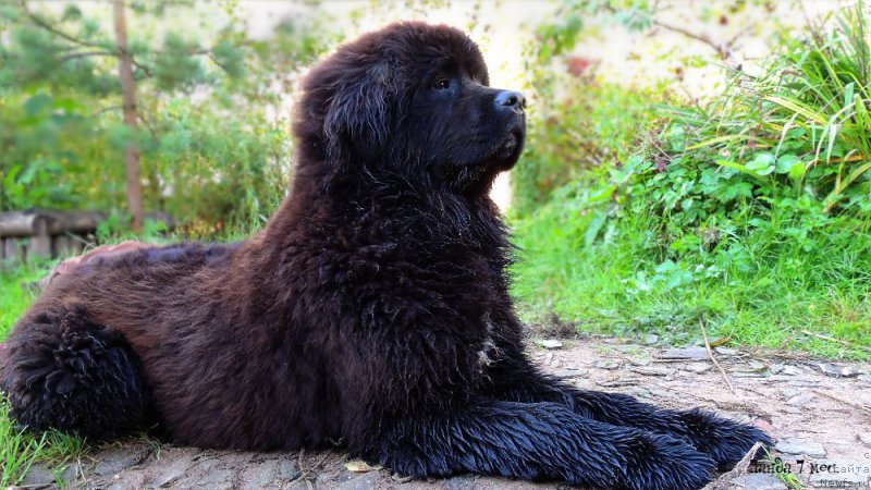 Фото: ньюфаундленд Enigmatic kingd Always In My Heart (Енигматик Кингд Алвайс Ин Му Хеарт)