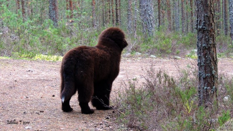 Фото: ньюфаундленд Enigmatic kingd Always In My Heart (Енигматик Кингд Алвайс Ин Му Хеарт)