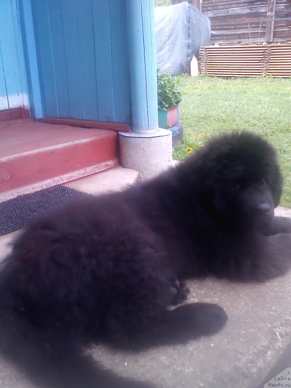 Фото: ньюфаундленд Enigmatic kingd Аctual Fabulous (Енигматик Кингд Актуал Фабулоус)