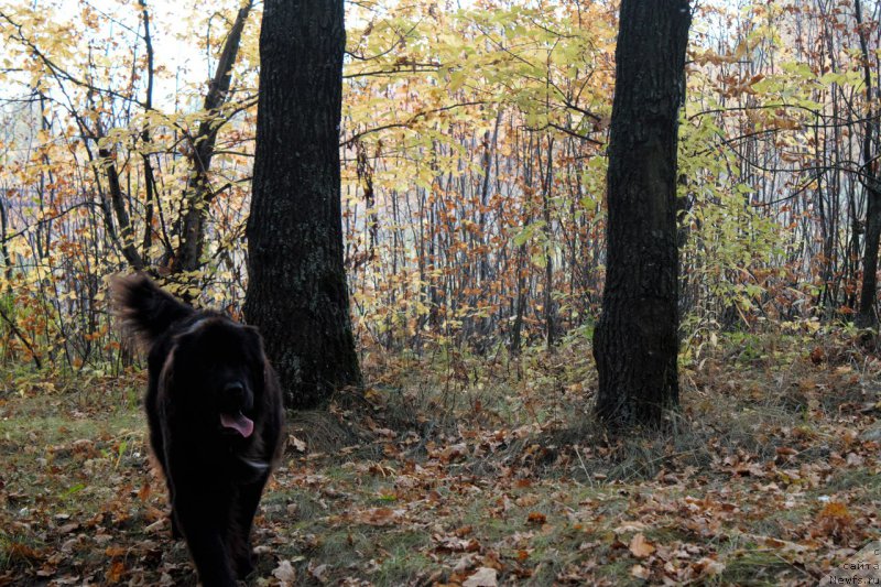 Фото: ньюфаундленд Li San (Ли Сан)