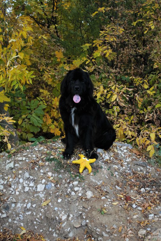 Фото: ньюфаундленд Li San (Ли Сан)