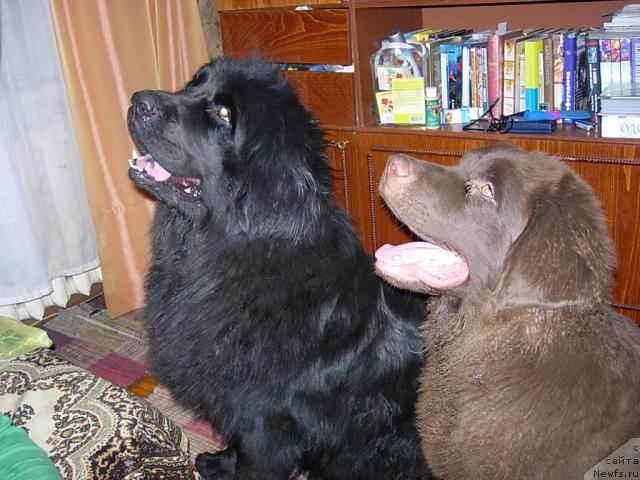 Фото: ньюфаундленд Konfuciy (Конфуций), ньюфаундленд Lesnaya Skazka Raskrasavica (Лесная Сказка Раскрасавица)