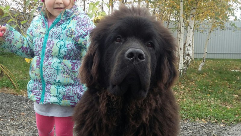 Фотография № 214537