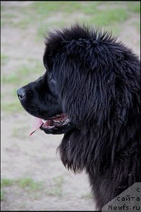 Фото: ньюфаундленд Gudrun ot Sibirskogo Medvedya (Гудрун от Сибирского Медведя)