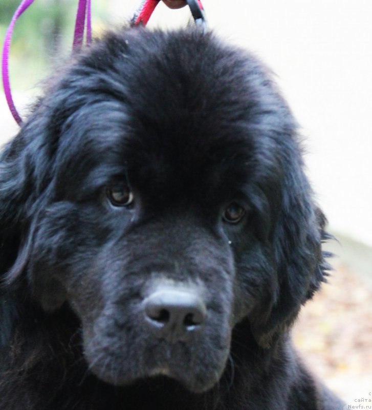 Фото: ньюфаундленд Viktoriya from Rashn Bear (Виктория фром Рашн Беар)