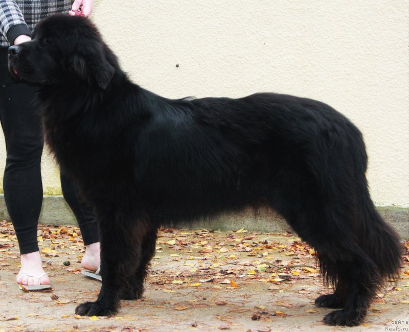 Фото: ньюфаундленд Djastin from Rashn Bear (Джастин фром Рашн Беар)