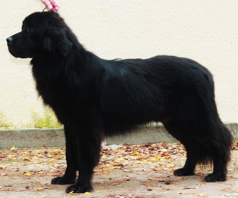 Фото: ньюфаундленд Djastin from Rashn Bear (Джастин фром Рашн Беар)