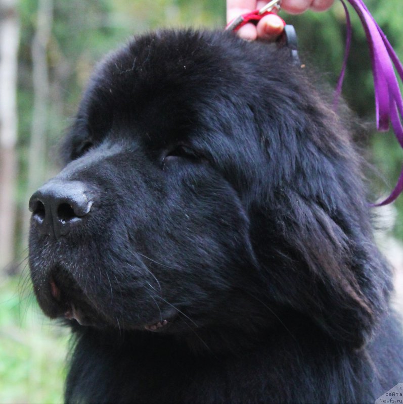 Фото: ньюфаундленд Djastin from Rashn Bear (Джастин фром Рашн Беар)