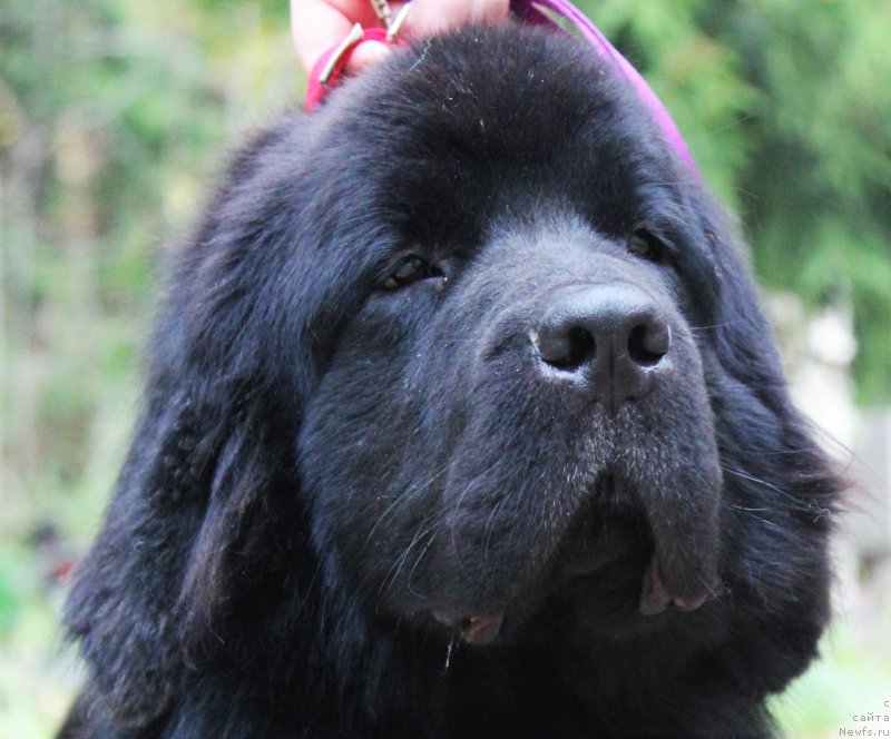 Фото: ньюфаундленд Djastin from Rashn Bear (Джастин фром Рашн Беар)