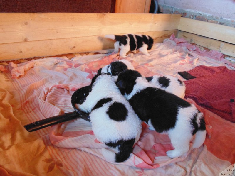 Фото: ньюфаундленд Super Bizon Melodiya (Супер Бизон Мелодия)