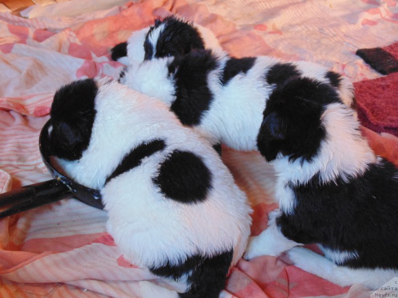 Фото: ньюфаундленд Super Bizon Melodiya (Супер Бизон Мелодия)